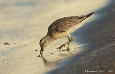 red knot (Calidris canutus)