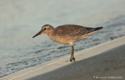 red knot (Calidris canutus)