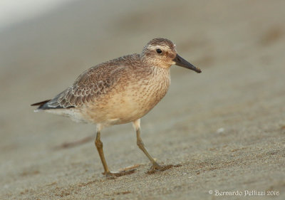 red knot (Calidris canutus)