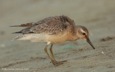 red knot (Calidris canutus)
