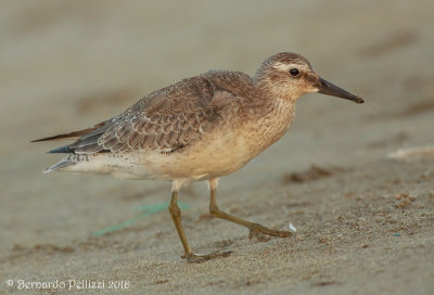 red knot (Calidris canutus)