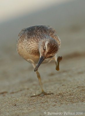 red knot (Calidris canutus)