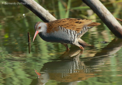 Water rail (Rallus aquaticus)