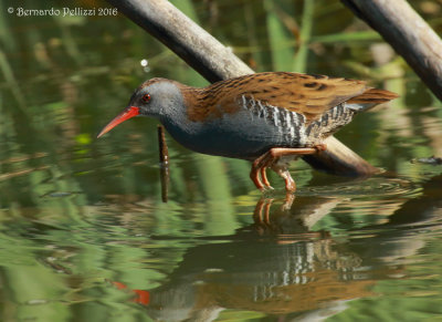 Water rail (Rallus aquaticus)