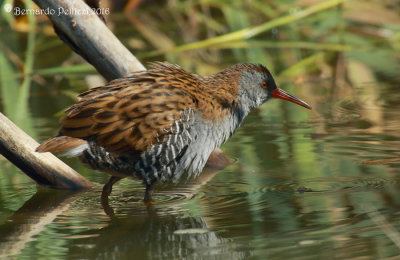 Water rail (Rallus aquaticus)