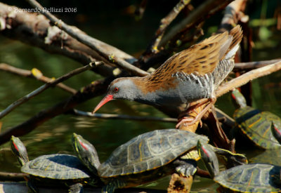 Water rail (Rallus aquaticus)