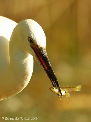 Little egret 