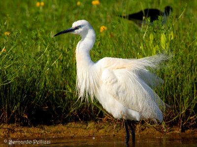 little egret (Egretta garzetta)