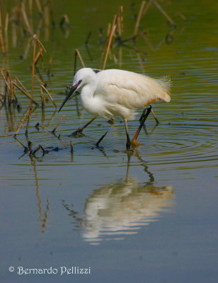 little egret (Egretta garzetta)