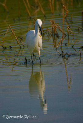 little egret (Egretta garzetta)