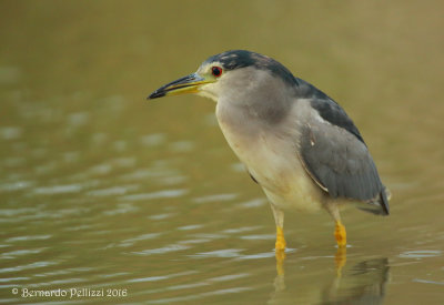 Night heron