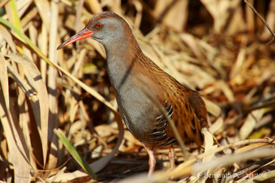 Water rail (Rallus aquaticus)