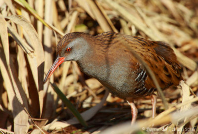 Water rail (Rallus aquaticus)