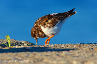 turnstone (Arenaria interpres)