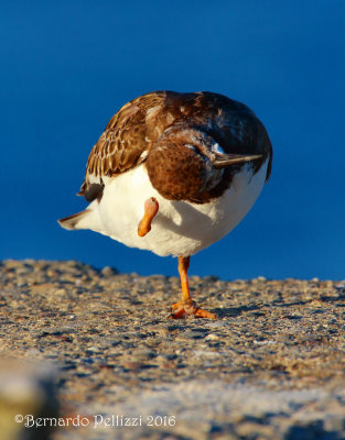 turnstone (Arenaria interpres)