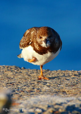 turnstone (Arenaria interpres)