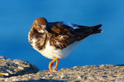 turnstone (Arenaria interpres)
