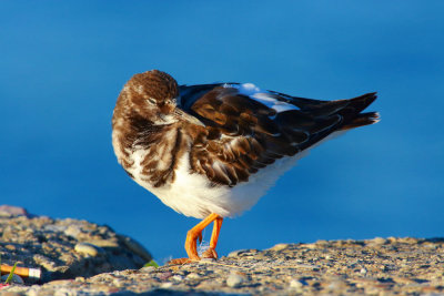 turnstone (Arenaria interpres)