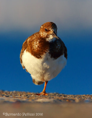 turnstone (Arenaria interpres)