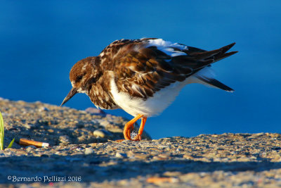 turnstone (Arenaria interpres)