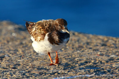 turnstone (Arenaria interpres)