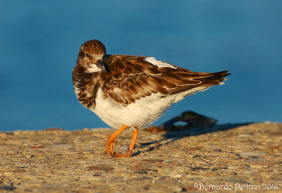 turnstone (Arenaria interpres)
