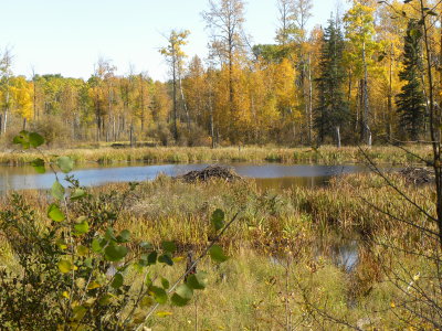 Beaver Pond in fall