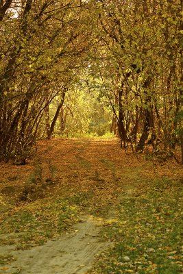 Trail along the river