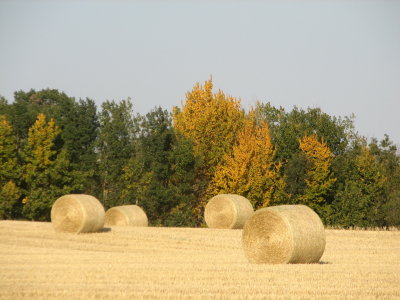  Harvest 