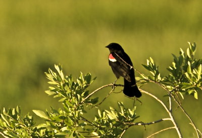 Red Winged Black Bird