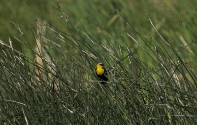 Yellow Breasted Black Bird