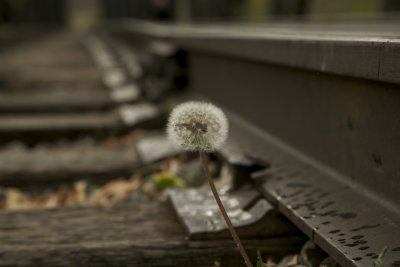 Dandelion along the tracks