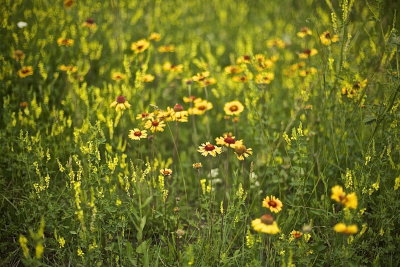 Brown Eyed Susans
