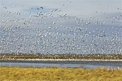 Snow Geese