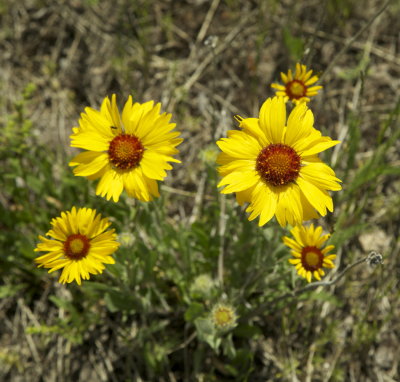 IMG_8733.jpg