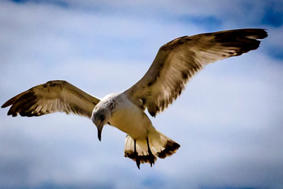 Seagull.jpg
