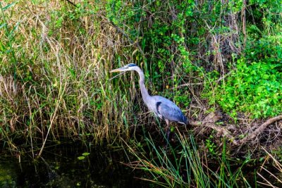 Great Blue Heron-36.jpg