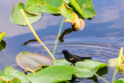 Everglades Bird on Lilly Pad.jpg