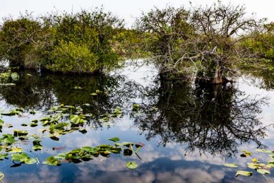 Everglades Anhinga Pond #2.jpg