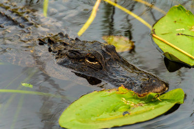Everglades Alligator.jpg