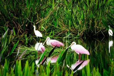 Roseate Spoonbill.jpg