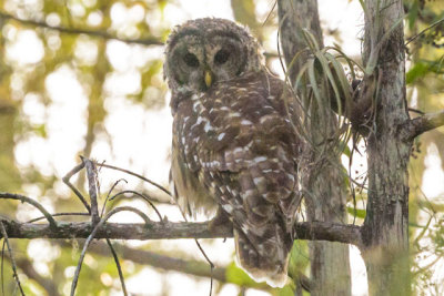 Everglades Owl.jpg