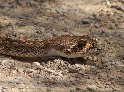 Western Diamondback