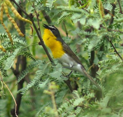 Yellow-Breasted Chat