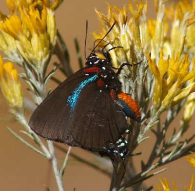 Great Purple Hairstreak-v