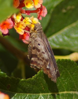 Acacia Skipper-v