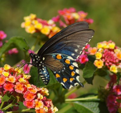 Pipevine Swallowtail-v