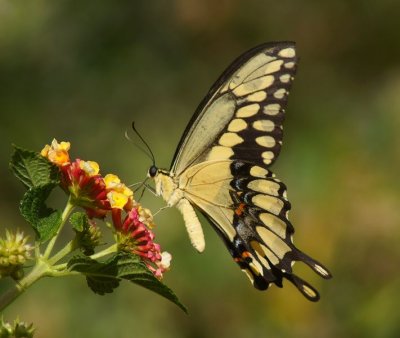 Giant Swallowtail-v