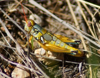 Arid Lands Spur-throat Grasshopper
