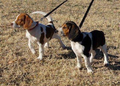 Rebel and Duke at 14 weeks